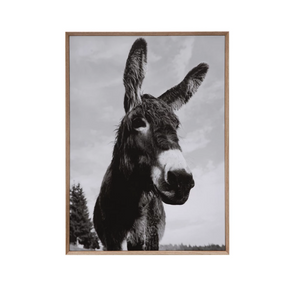 Framed Donkey Photograph