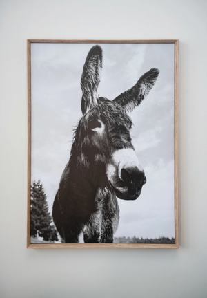 Framed Canvas Donkey Photograph