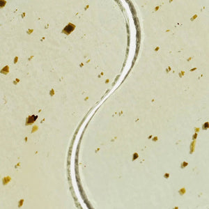 Perk Up - Green Tea Eye Gels - The Collective Park City